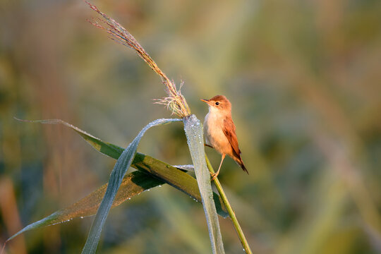 Eurasian Reed Warbler On A Stem