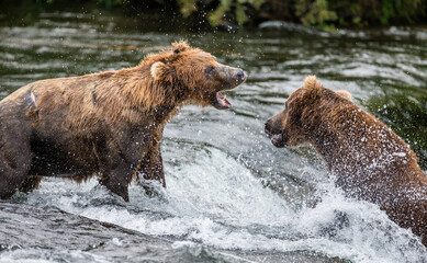 Two Alaska Peninsula brown bears (Ursus arctos horribilis) are fighting for a place on the river for fishing. USA. Alaska. Katmai National Park.