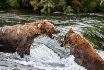 Two Alaska Peninsula brown bears (Ursus arctos horribilis) are fighting for a place on the river for fishing. USA. Alaska. Katmai National Park.