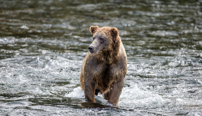 Alaska Peninsula brown bear (Ursus arctos horribilis) is standing in the river. USA. Alaska. Katmai National Park.