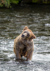 Alaska Peninsula brown bear (Ursus arctos horribilis) is shaking off water surrounded by splashes. USA. Alaska. Katmai National Park.