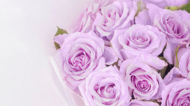 background of pink and purple rose flowers with water drops with a copy of the space