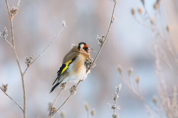 Goldfinch on a tree branch in winter