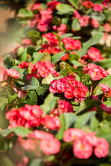 Nature Photography, Plant, Flower and rose. Photo is selective focus with shallow depth of field. Photo taken at Cairo Egypt