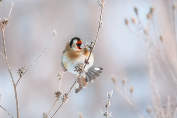 Goldfinch on a tree branch in winter