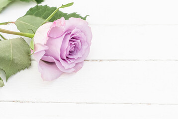 one purple rose on a white wooden background with a copy of the space