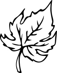 Pumpkin leaf. Hand drawing.
PNG. Vector illustration.