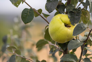 Fresh, bio, sweet and healthy quinces on tree at local farm green background unripe Immature (Cydonia oblonga) orchard selective focus.