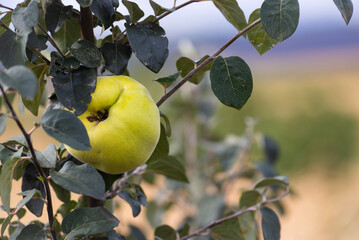 Fresh, bio, sweet and healthy quinces on tree at local farm green background unripe Immature (Cydonia oblonga) orchard selective focus.