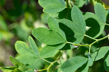 False lupine