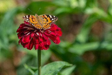 painted ladies vanessa cardui Butterfly Pollinating Zinnia elegans known as youth-and-age red pink zinnias in the garden flowers blooming green leaves tea.