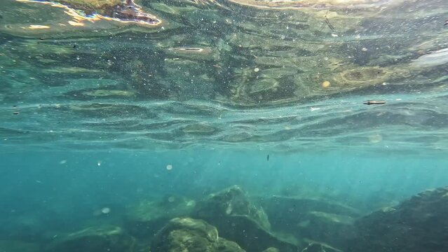 Underwater Shot Of Organic Matter And Microplastic Particles Floating In The Sea.