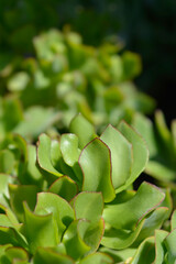 Ripple jade