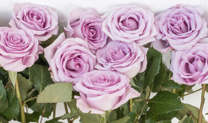 delicate purple roses standing in rows as a background