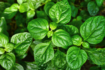 Top view of tropical 'Pogostemon Cablin' Patchouli plant, commonly used in perfumes