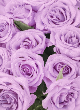 a bouquet of delicate purple roses as a background