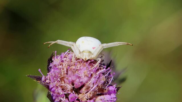 White crab spider waiting for prey on a flower, Misumena vatia