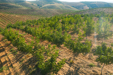 Walnut plantation farmland sunset time