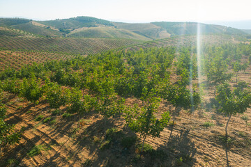 Walnut plantation farmland sunset time