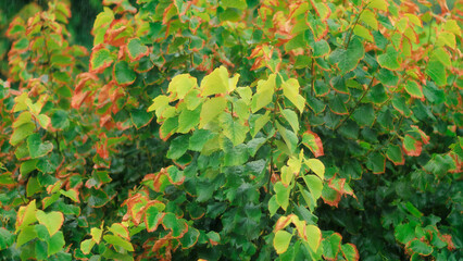 Late summer downpour, foliage