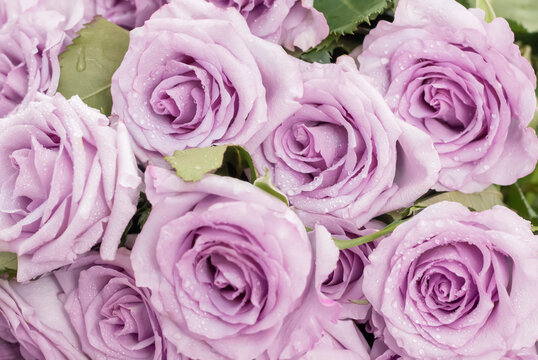 a bouquet of delicate light purple roses as a background