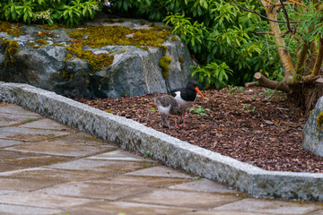 Mom and baby eurasian oystercatcher, Haematopus ostralegus, in the garden.
