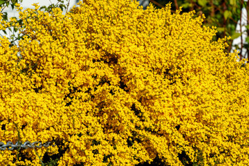 Yellow flowers texture blooming in the garden
