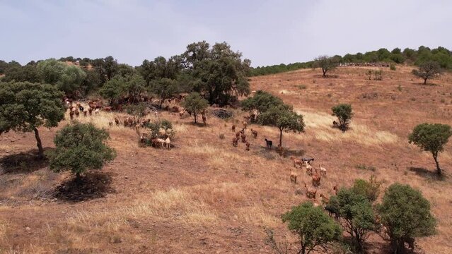 Goats herding on dry grass slopes, Alentejo landscape.  Aerial view