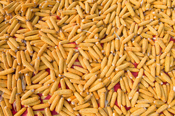 golden yellow corn harvested and laid on a farm land