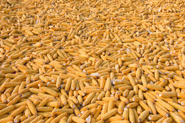 Fototapeta premium golden yellow corn harvested and laid on a farm land