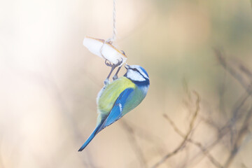 Blue tit eats fat on a winter feeder