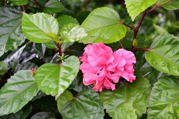 hibiscus , pink hibiscus in garden.