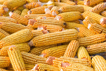 Fototapeta na wymiar golden yellow corn harvested and laid on a farm land