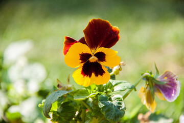 Nature Photography, Plant, Flower and rose. Photo is selective focus with shallow depth of field. Photo taken at Cairo Egypt