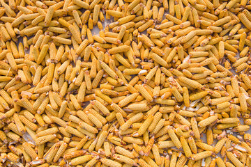 golden yellow corn harvested and laid on a farm land