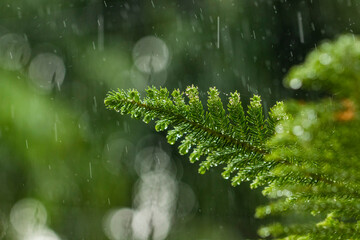 Heavy rainfall in a forest