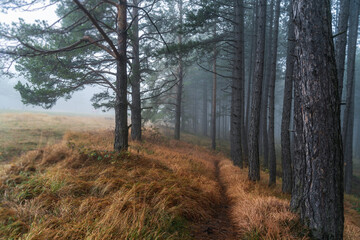 Path in misty mystical pine forest after rain. Beautiful nature autumn atmospheric landscape. Tree trunks in the fog