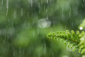 Heavy rainfall in a forest