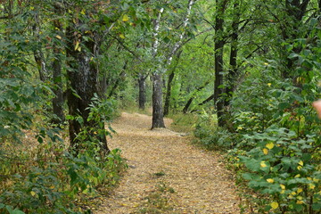 path in the woods
