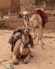 Camels in the ancient city of Petra, Jordan