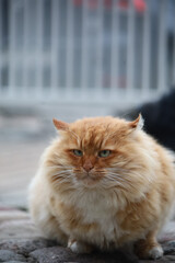 big fluffy fat disgruntled red cat on the street
