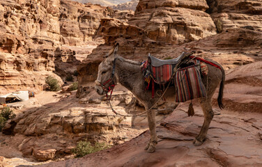 Bedouin donkey in the ancient city of Petra, Jordan