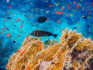 beautiful sealife while diving in the red sea on vacation