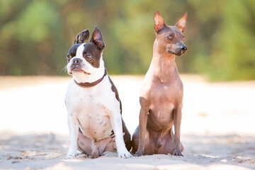 french bulldog and pinscher portrait in nature