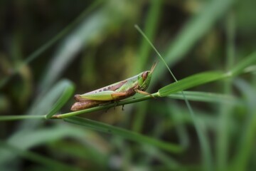grasshopper on the grass