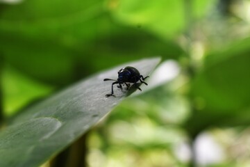 beetle on a leaf