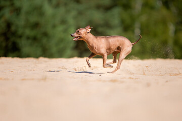 pinscher dog running in sand 