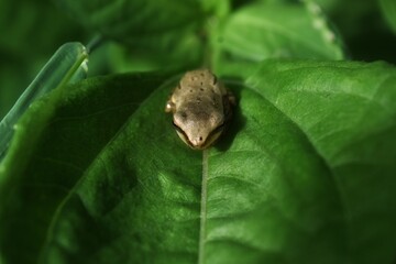 frog on leaf