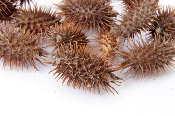 thorn, hedgehog, plant, dry, herbarium, sharp, dangerous, sea, desert, drought, withered, isolated