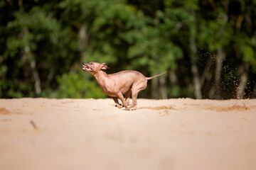 pinscher dog running in sand 